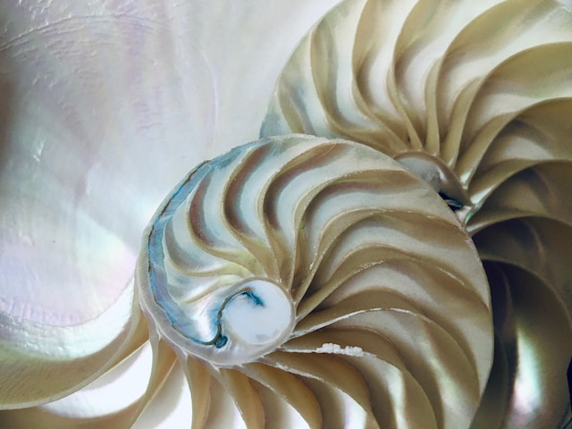conchiglia mandala